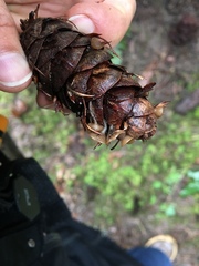 Ciboria rufofusca