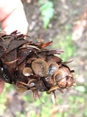 Ciboria rufofusca
