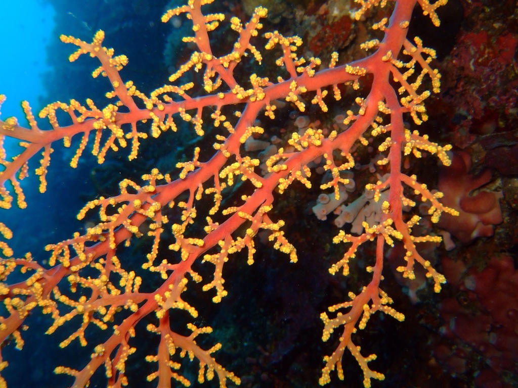 Siphonogorgia godeffroyi (Pink soft coral)