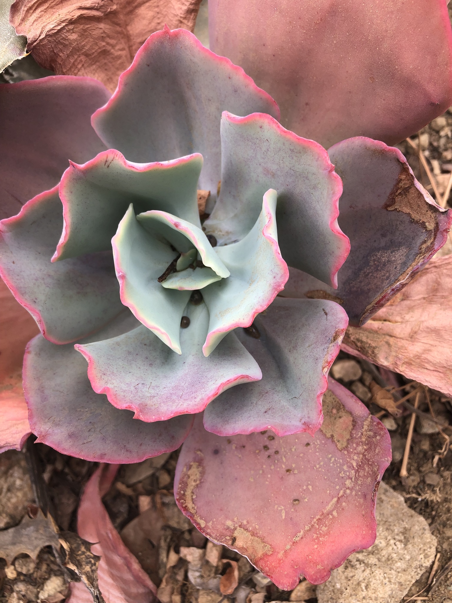 Imagem de Gigante Rosa