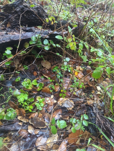 Groundcover Rose* seedling
