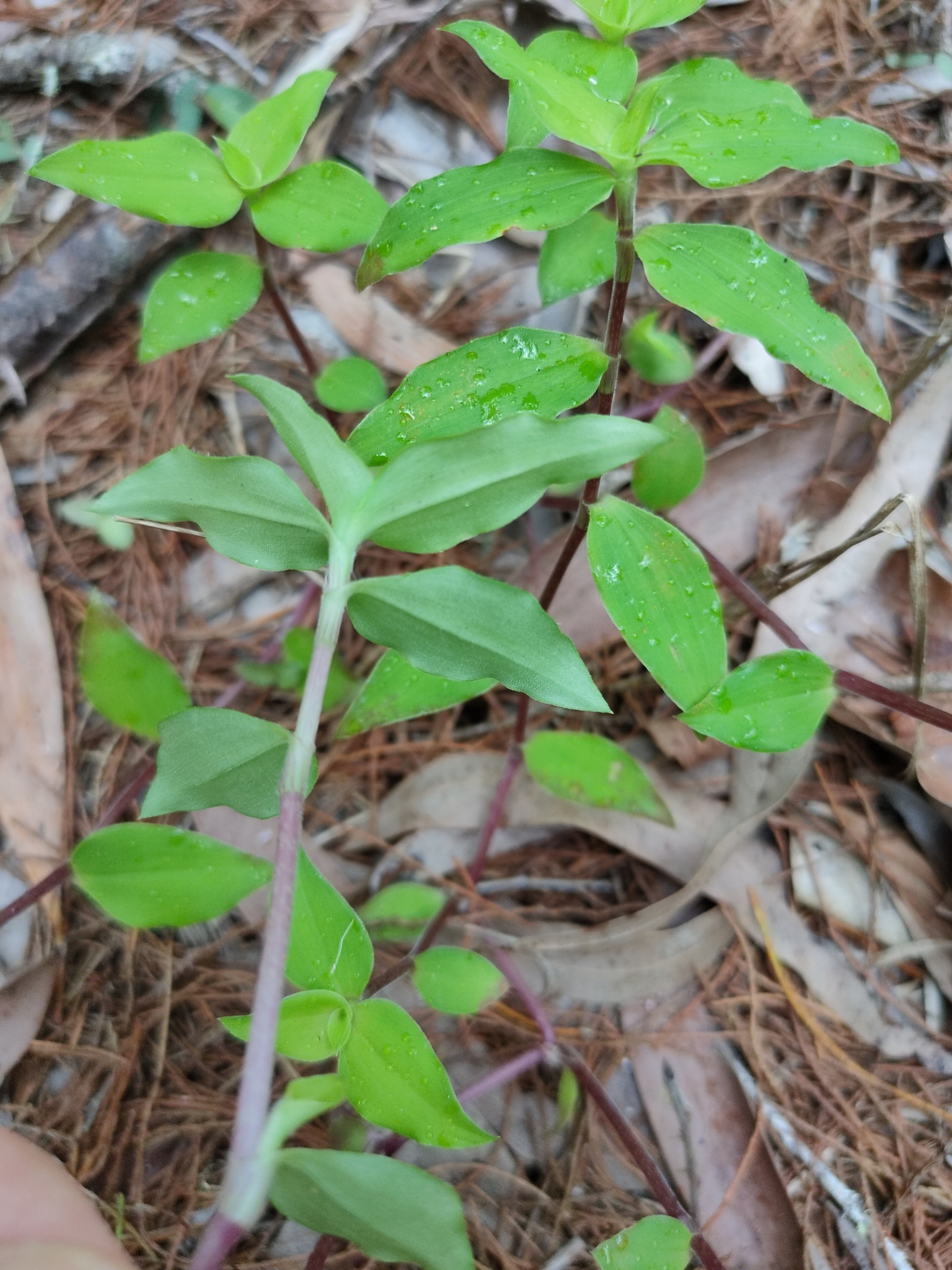 Imagem de Tradescantia-nanica