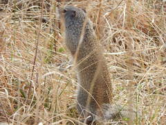 Poliocitellus franklinii