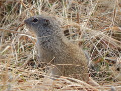 Poliocitellus franklinii