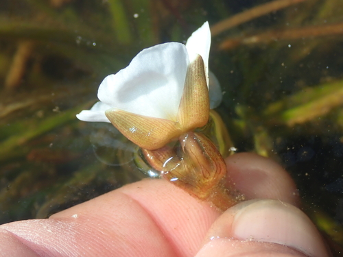 Image of Sagittaria guayanensis by no rights reserved
