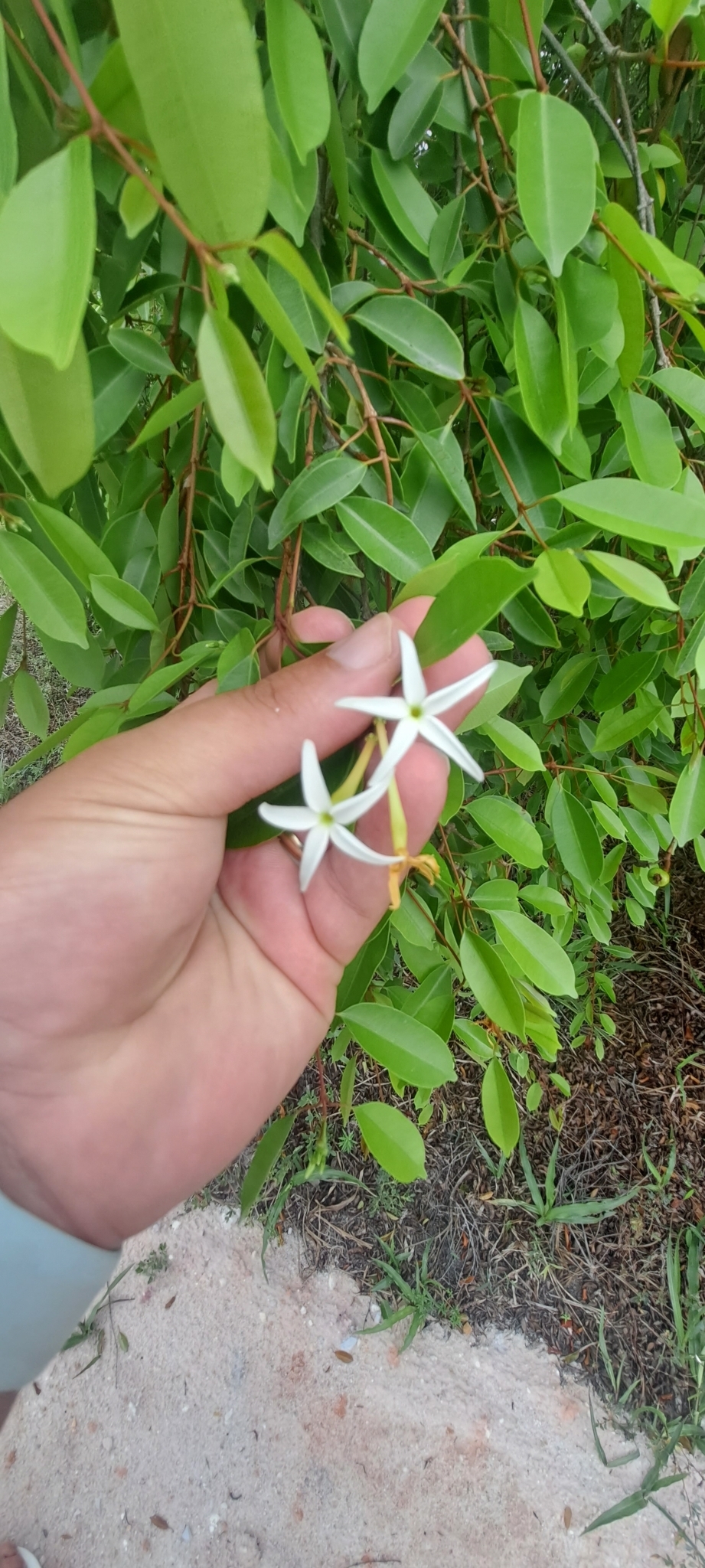 Imagem de Mangaba