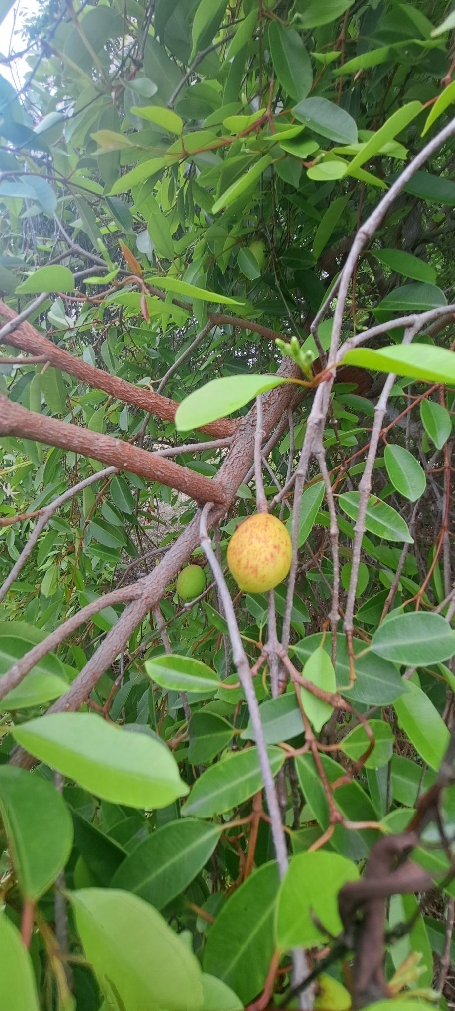 Imagem de Mangaba