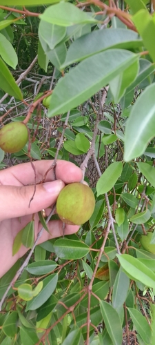 Foto de Mangaba