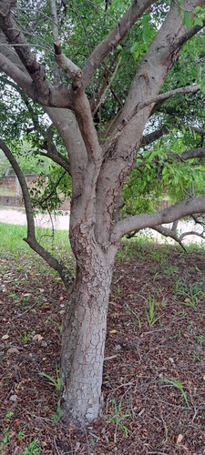 Foto de Mangaba