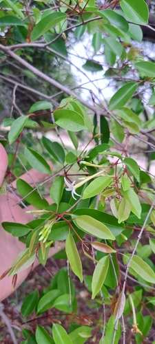 Foto de Mangaba