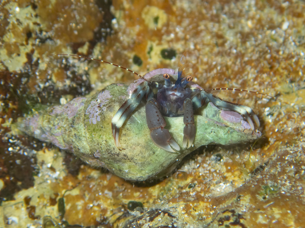 Pagurixus Jerviensis From Woolgoolga, New South Wales, Australia On 