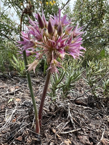 Image of Allium atrorubens by (c) Steve Matson, some rights reserved (CC BY)
