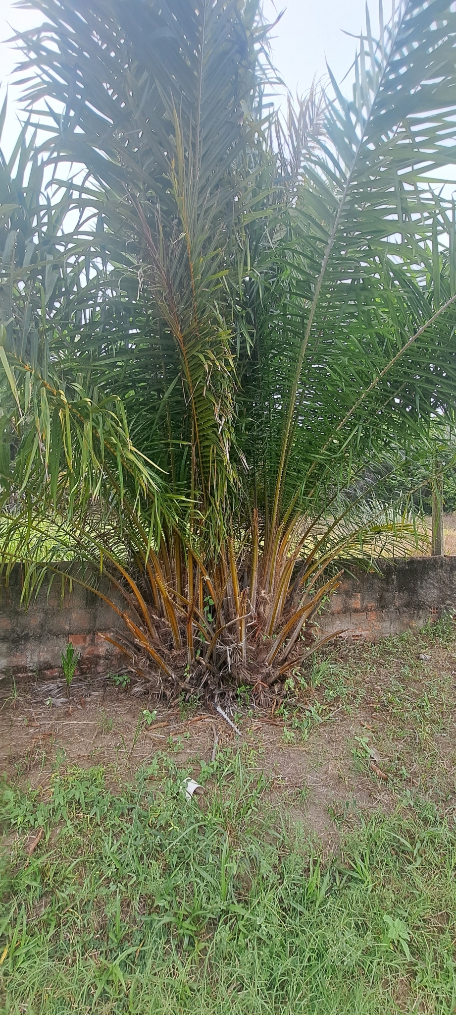 Imagem de Dendê