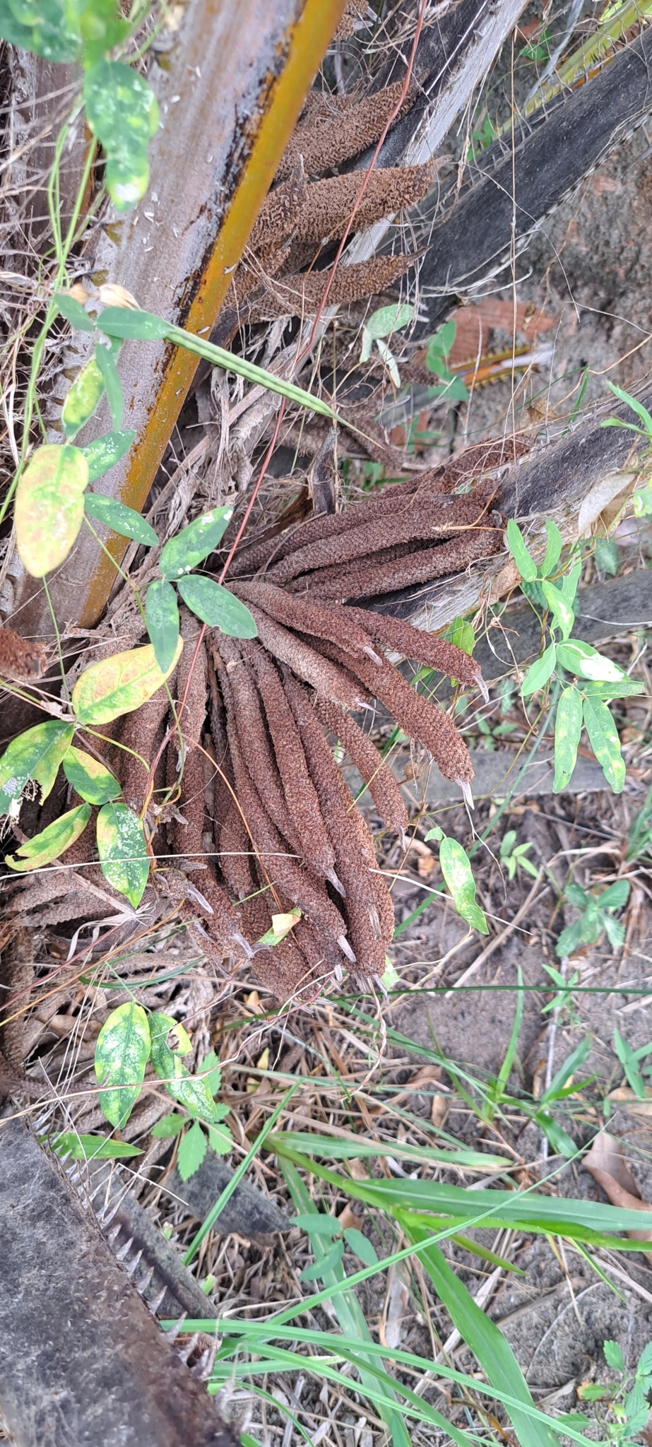 Imagem de Dendê