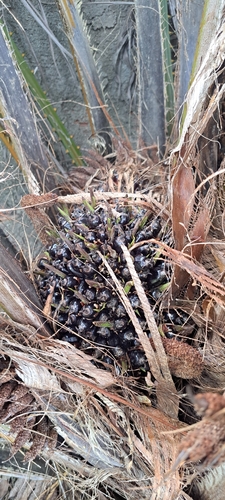 Foto de Dendê
