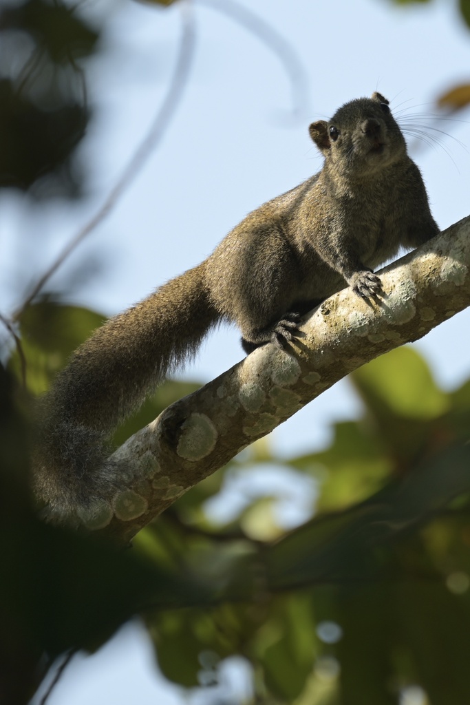 Inornate Squirrel
