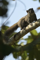 Inornate Squirrel photo 1