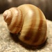 River Snails - Photo (c) L.J. Lamera, some rights reserved (CC BY), uploaded by L.J. Lamera