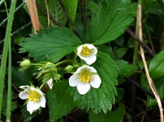 Fragaria vesca americana