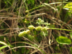 Carex festucacea