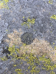 Dimelaena californica