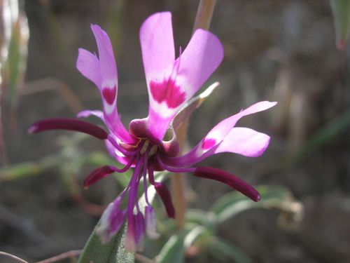 Clarkia xantiana ssp. xantiana