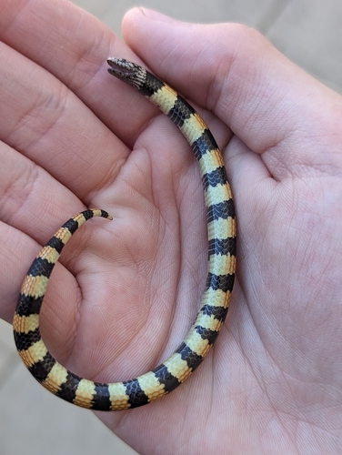 Southern Desert Banded Snake