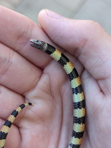 Southern Desert Banded Snake