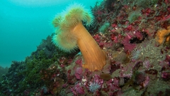 Metridium senile