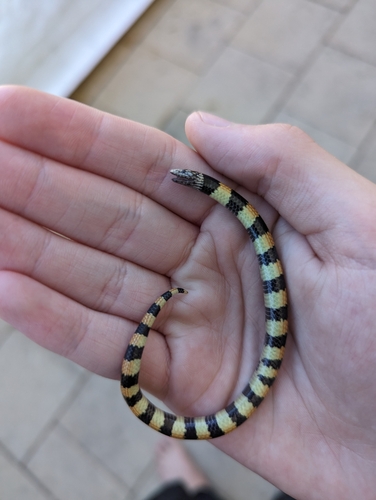 Southern Desert Banded Snake