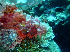 Scorpaenopsis oxycephalus