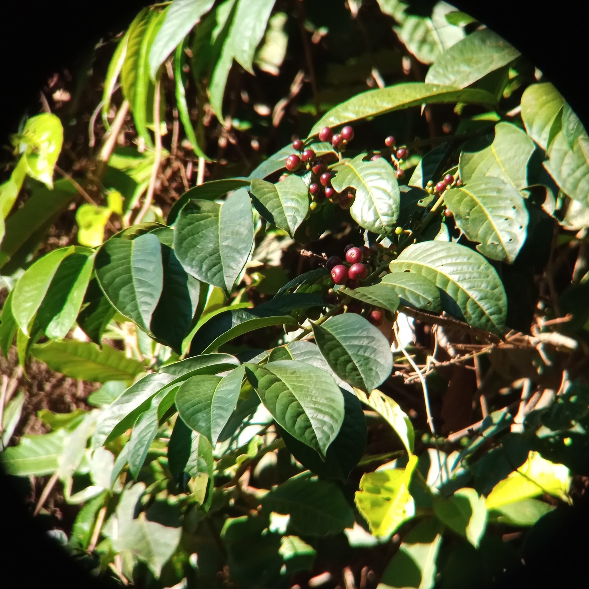 Siparuna guianensis