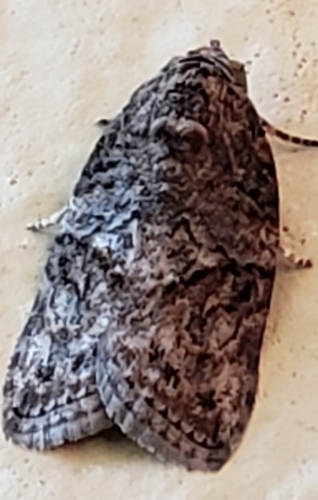 Black-olive Caterpillar Moth