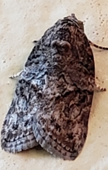 Black-olive Caterpillar Moth