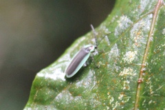 Image of Lucidota albocincta