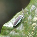 Lucidota albocincta - Photo (c) Cody Chapman, some rights reserved (CC BY-NC), uploaded by Cody Chapman
