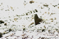 Mimoides thymbraeus aconophos