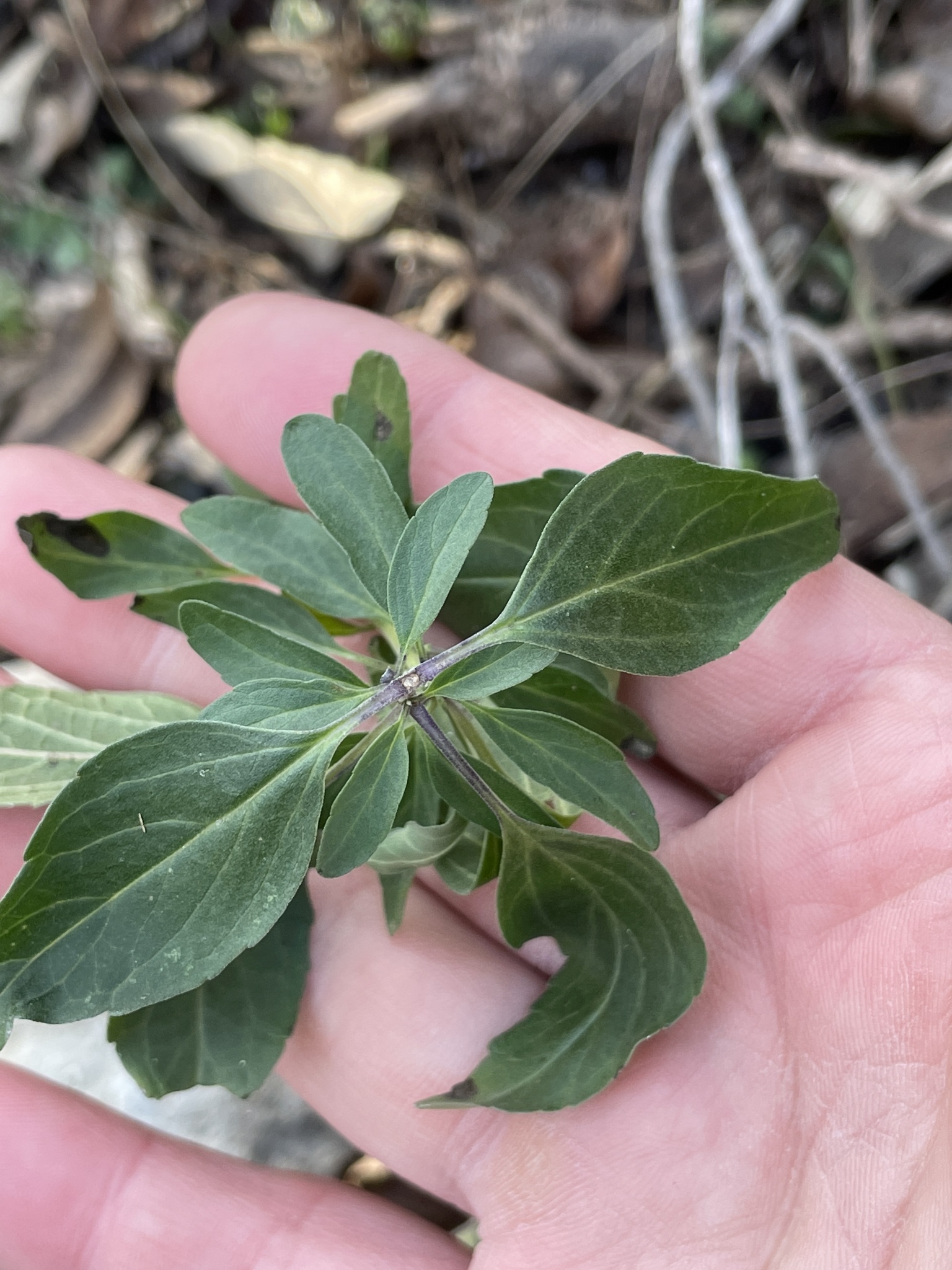 Imagem de Salvia Azul