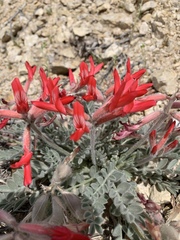 Astragalus coccineus