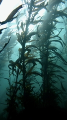 Macrocystis pyrifera