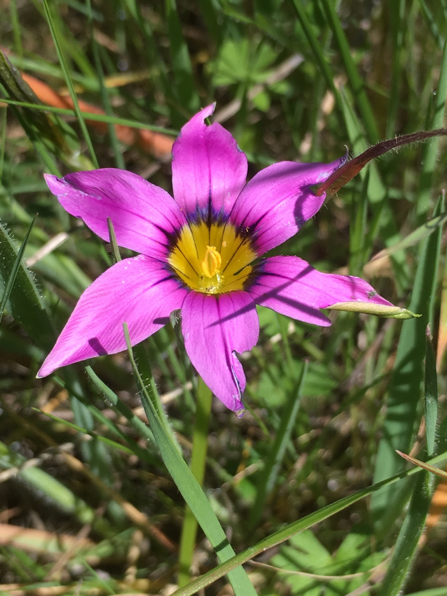 Romulea rosea