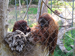 Pongo
