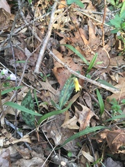 Erythronium americanum