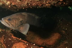Acanthistius patachonicus