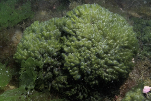 Codium vermilara