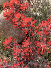 Castilleja chromosa
