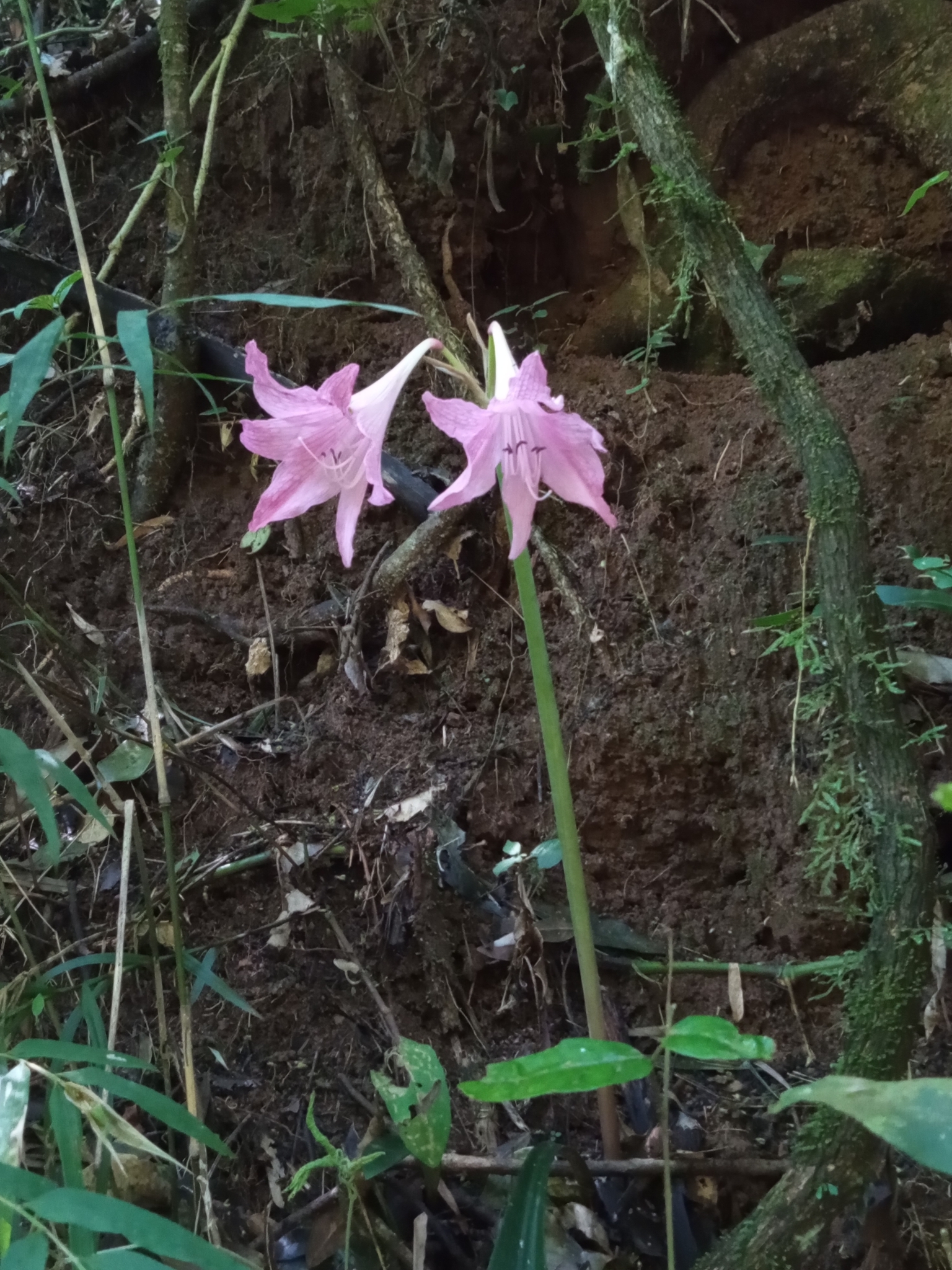 Hippeastrum reticulatum