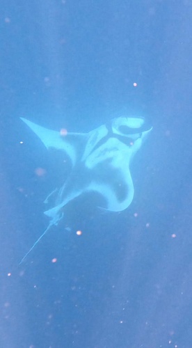 Manta ray