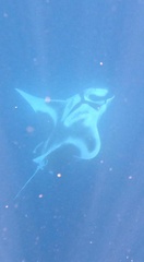 Manta ray