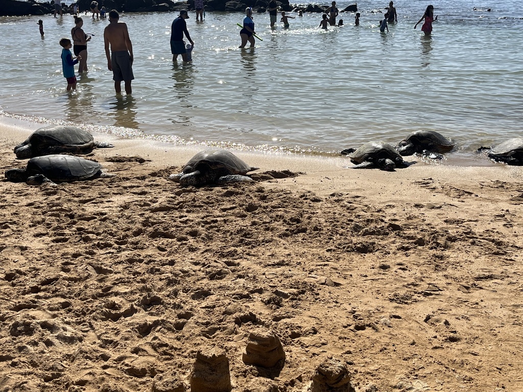 Green Sea Turtle In January 2024 By Sheila Murphy INaturalist   Large 